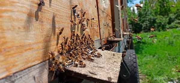 Bienenzucht – nachhaltig in vielerlei Hinsicht!